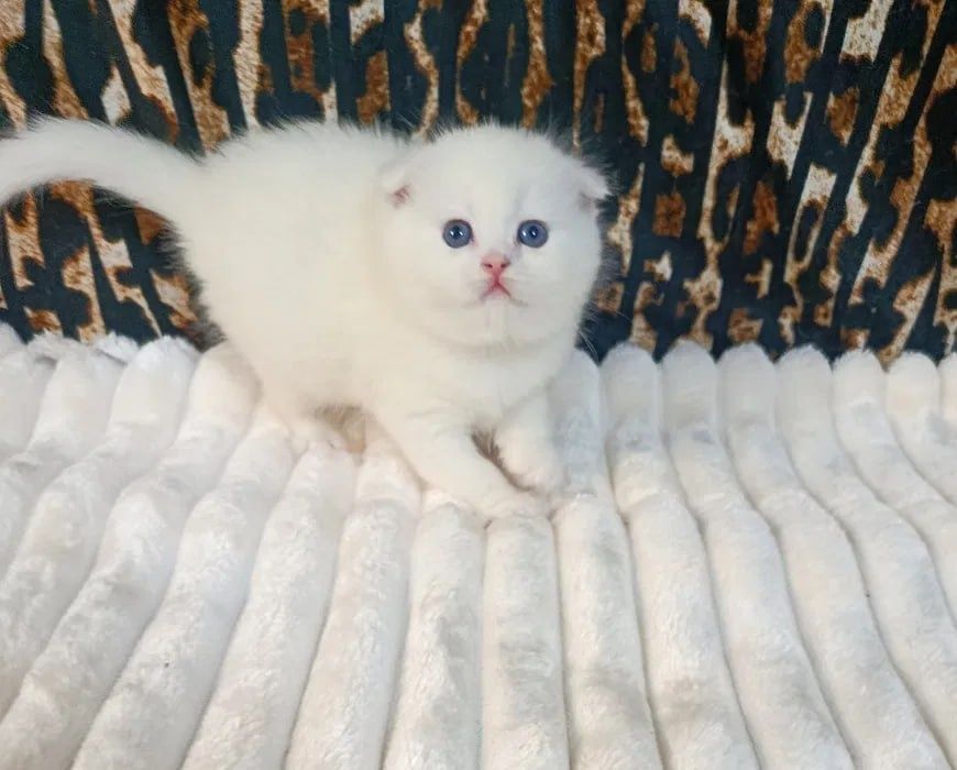 Продается шикарный котенок