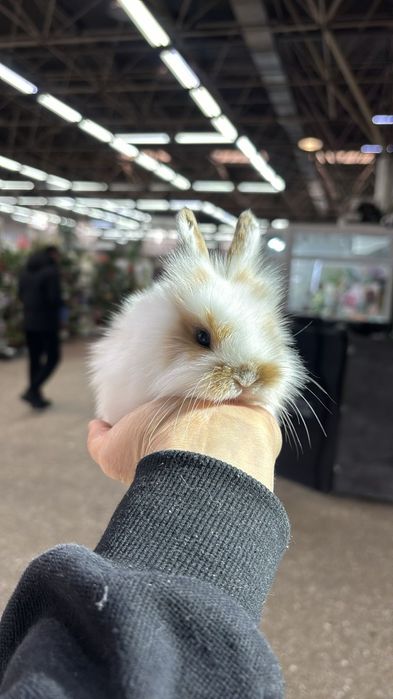 Кролики карликовые декоративные