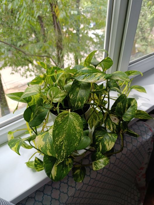 Продам комнатный цветок