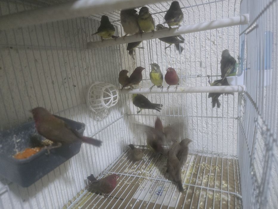 Амадины астриьлды