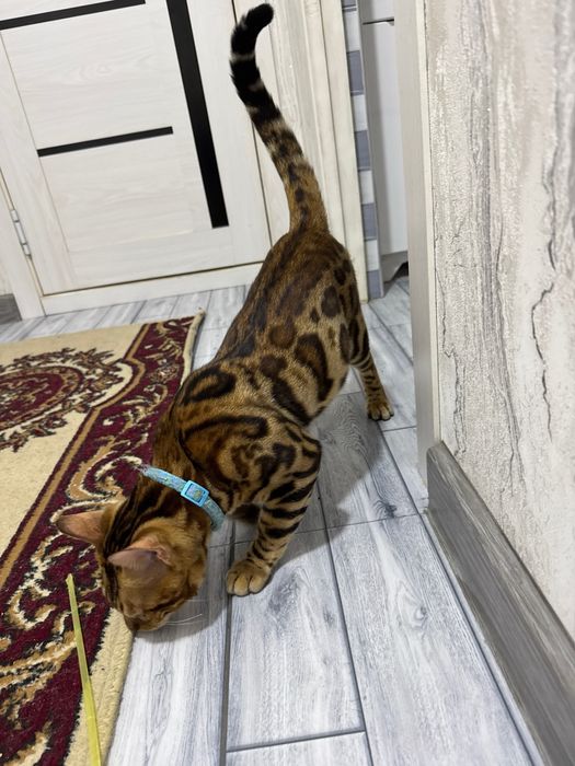 Bengal 100% toza qon