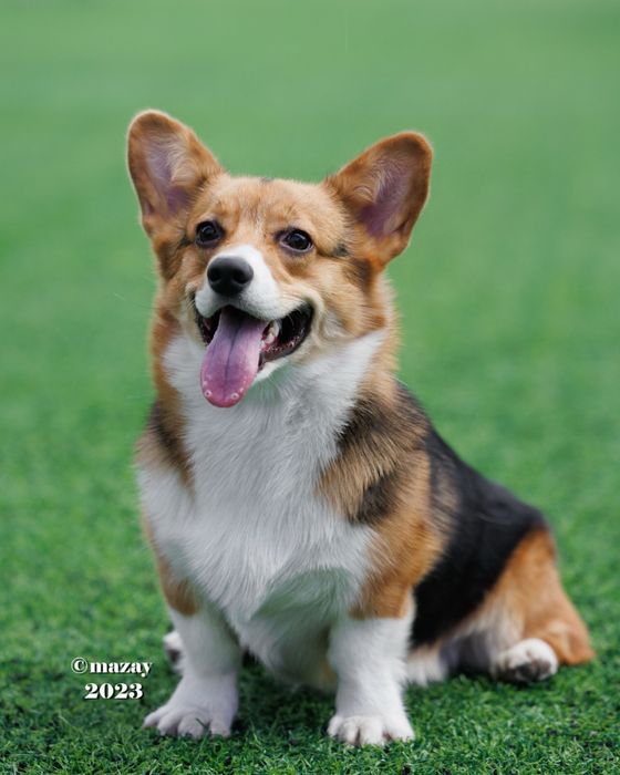 Вельш корги пемброк ищет себе подругу!