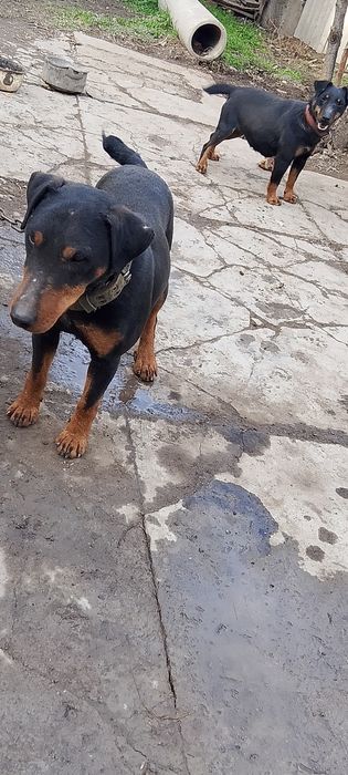 Яктерьер кабель вязка