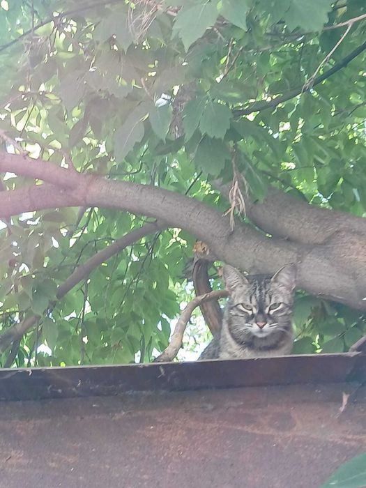Кошка с котятами