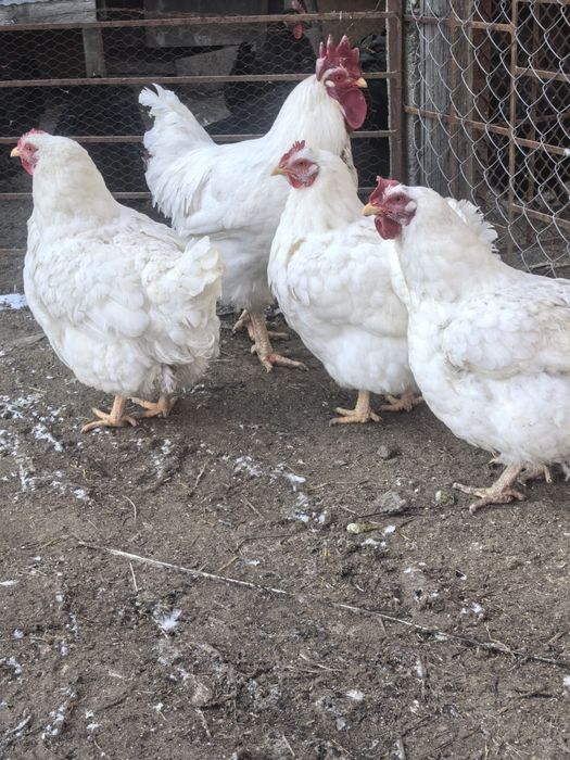 Продават се кокошки