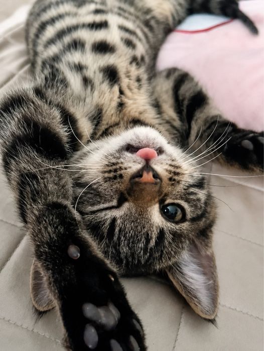 шотландский котенок