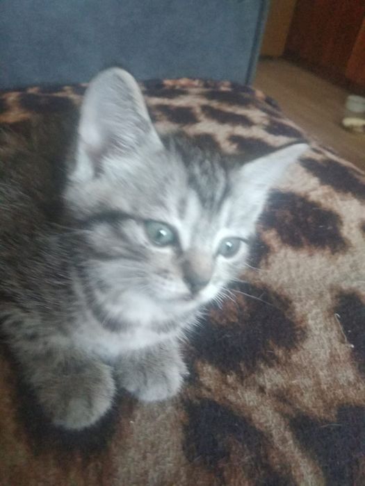 Отдам милый ,умных котят.