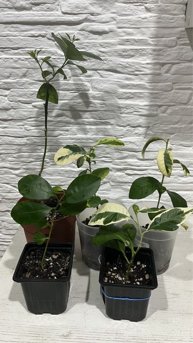 мандарин и лимон привитый от плодоносящего дерева