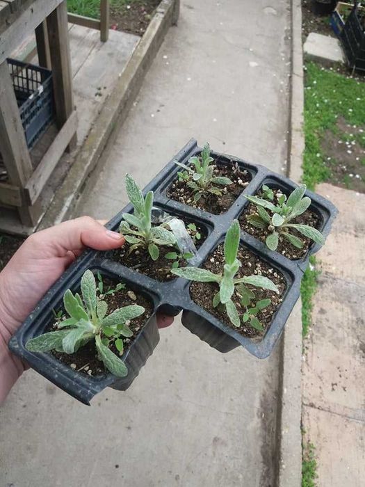 Мурсалски чай – Цена за 1 саксия 5,50лв