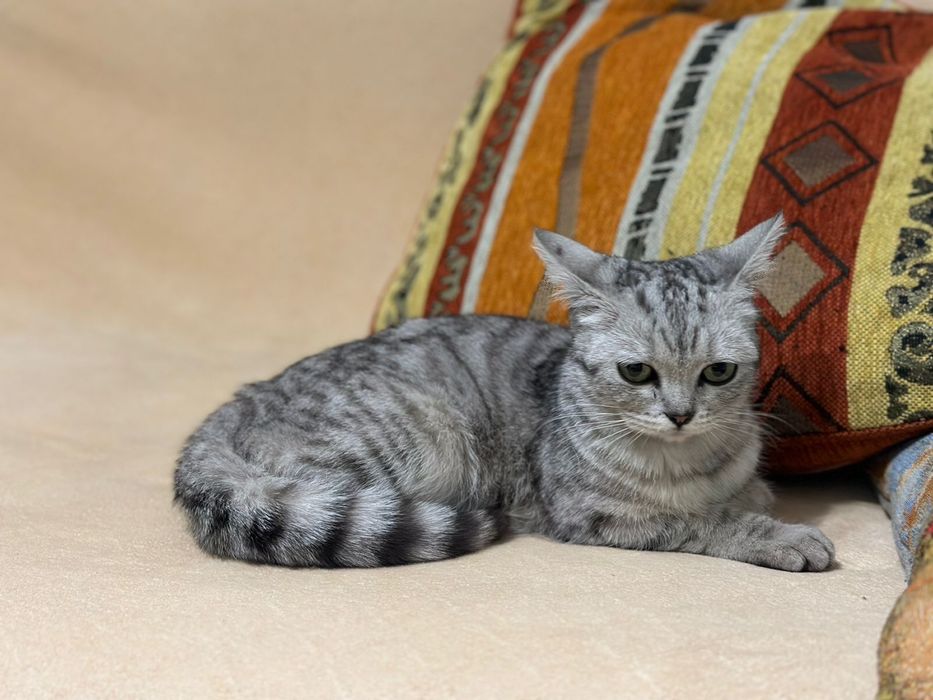 Кошечка ищет дом