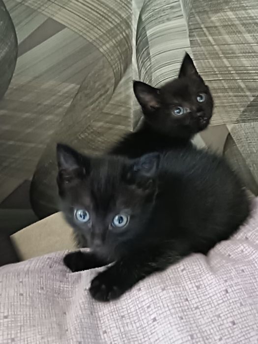Отдам котят ! Две девочки и мальчик