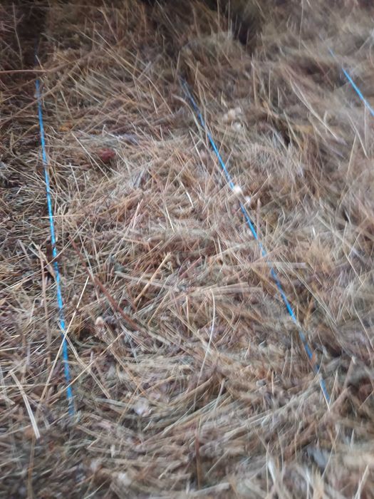 Baloți fan dreptunghiulari producția 2025