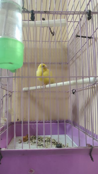 Продаются кенары, в идеальном состоянии