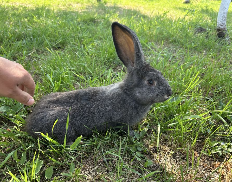 Iepuri de vânzare-crescuți natural !