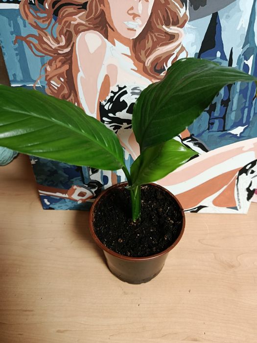 Продам комнатные растения