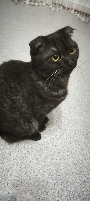 В добрые руки кошка