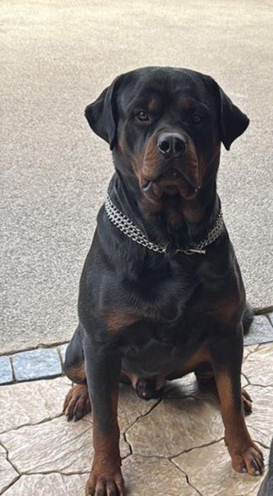 Щенки ротвейлера