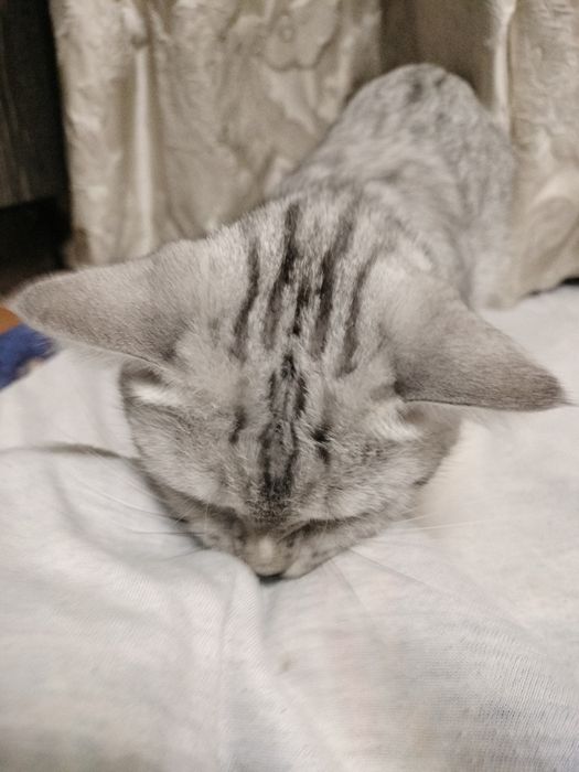 Продам кошечку скотиш страйт