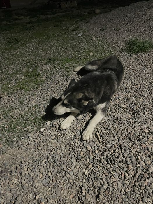 Сабака хаски девушка