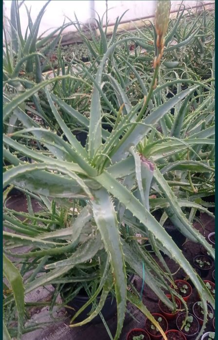 Aloe Vera tratament