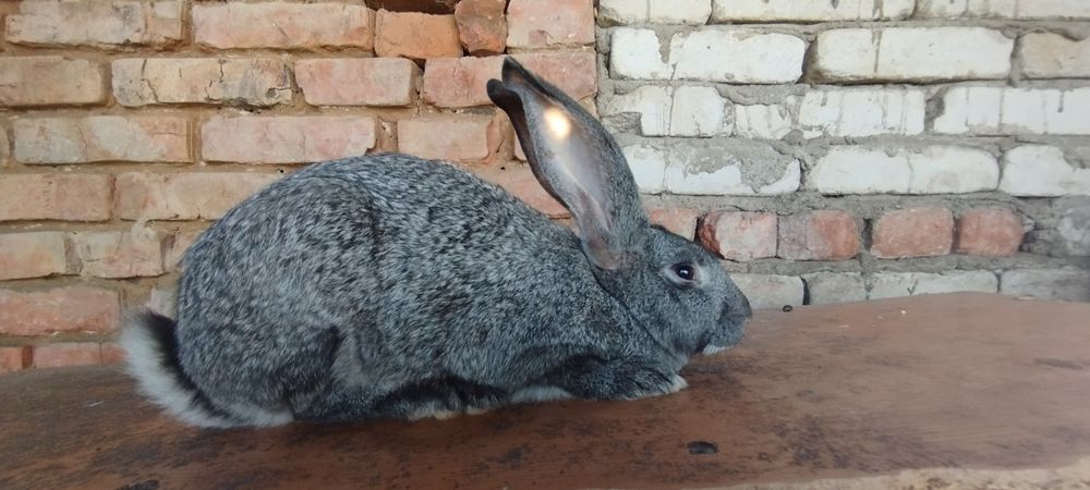 Продам крольчат три с половиной месяца