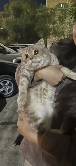 Шотландский кошки
