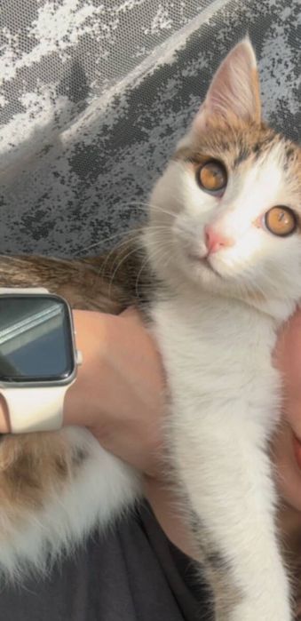 Дарим молодого кота