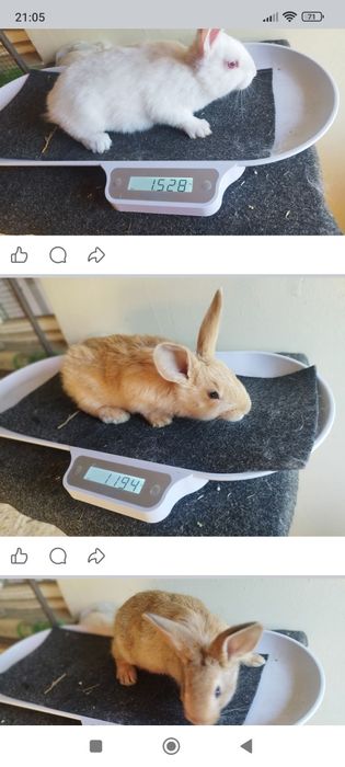 Hycole tineret disponibil!