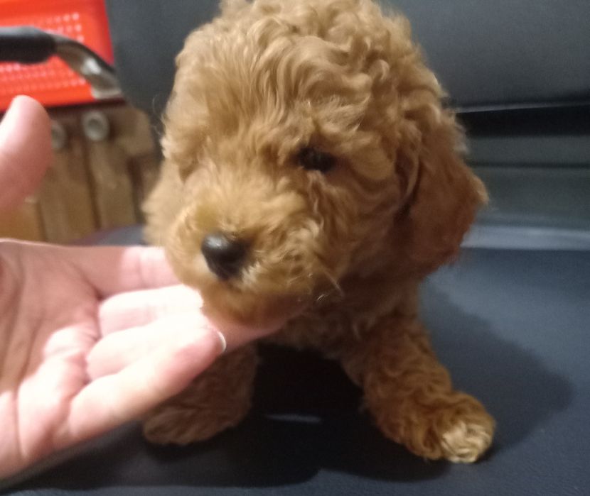 Готовятся к продаже щенки пуделя.