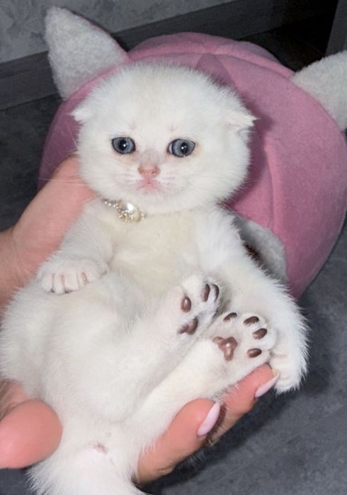 Продаю шиншилу девочка очень милая красивая