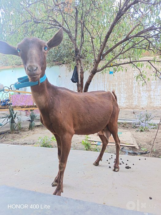 Sutli Mursiyana Echki sotiladi