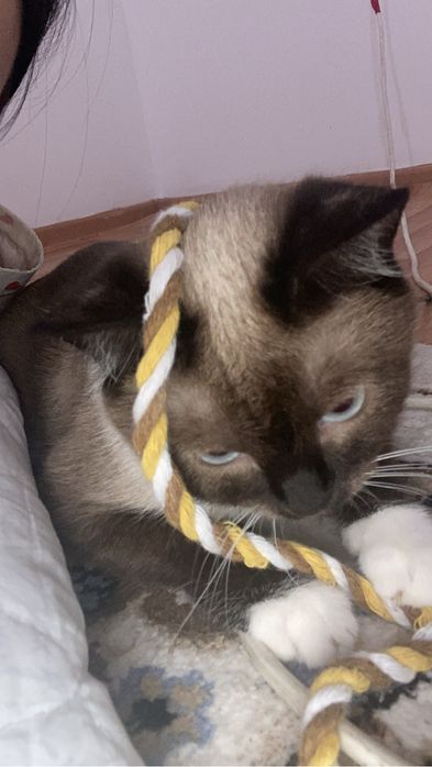 Продам Сиямских котят
