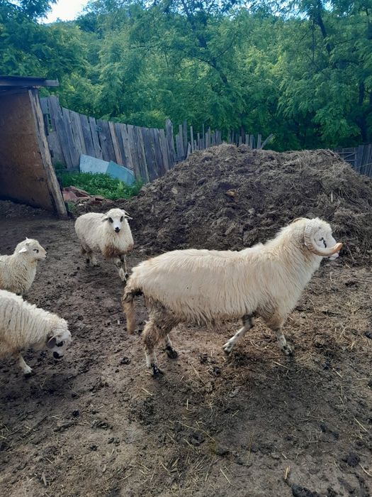 Berbec de 1 an jumate si miei din primăvara