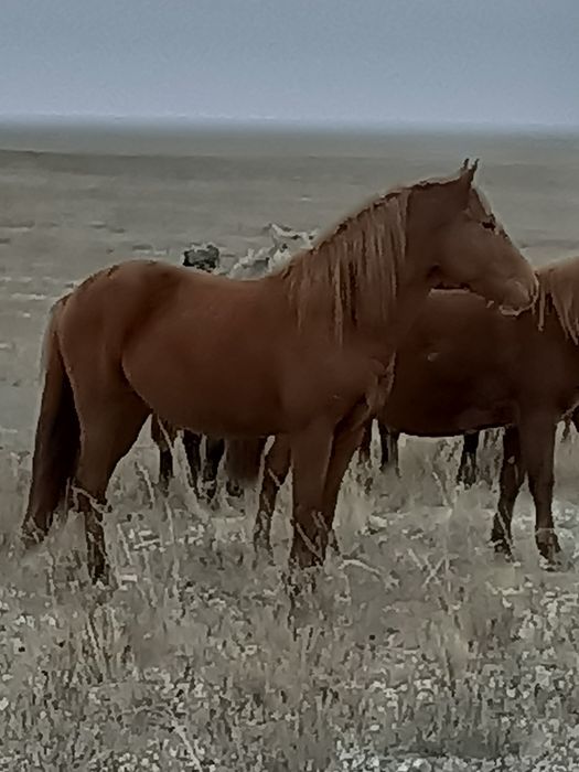 Семыз аигыр сатылады