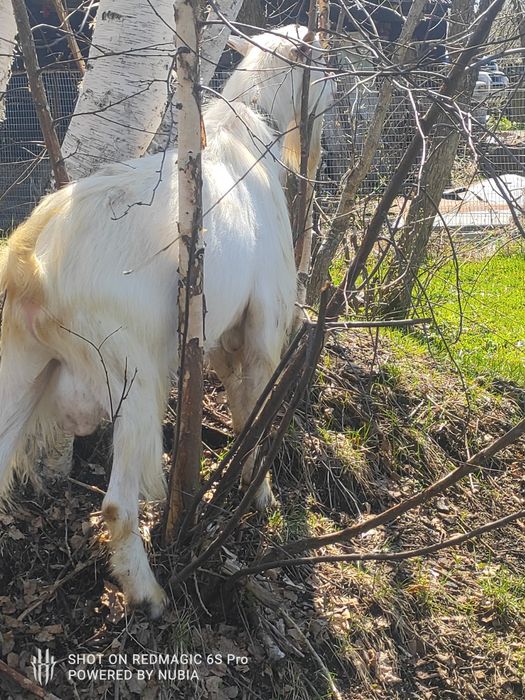 Продам козла, три года