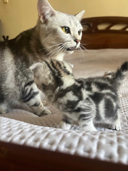 Котенок породистый