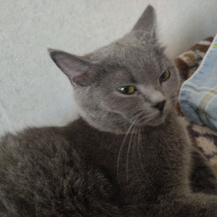 Отдам кошечку в хорошие руки