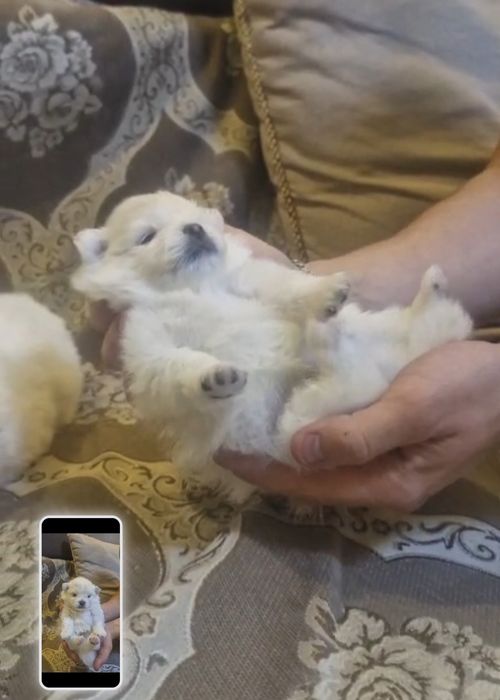 Пушистики шпицы красивые белые