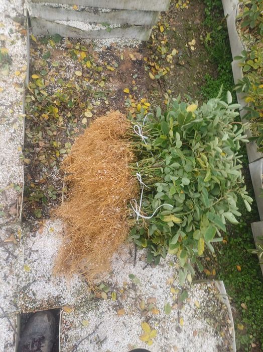 Разсад Роза Дамасцена