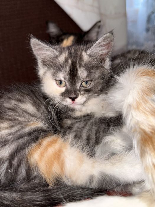 Отдам котят в добрые руки ДЕВОЧКИ