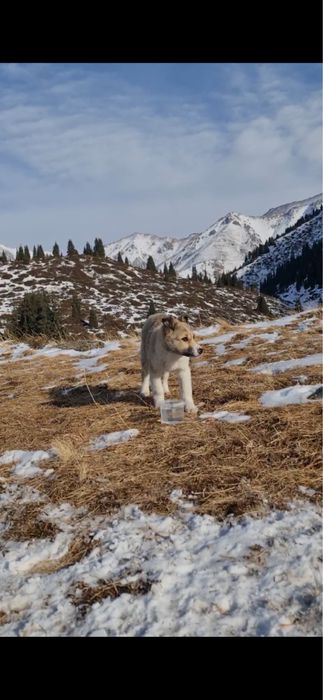 Щенок в добрые руки