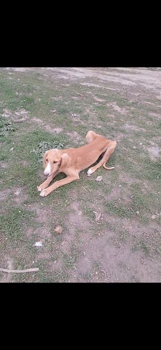 Тазы кушуктер сатлады