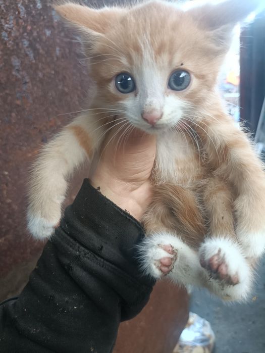 Дарю котят крысыловы