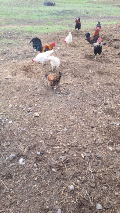 Продаю петухов 5000 тг