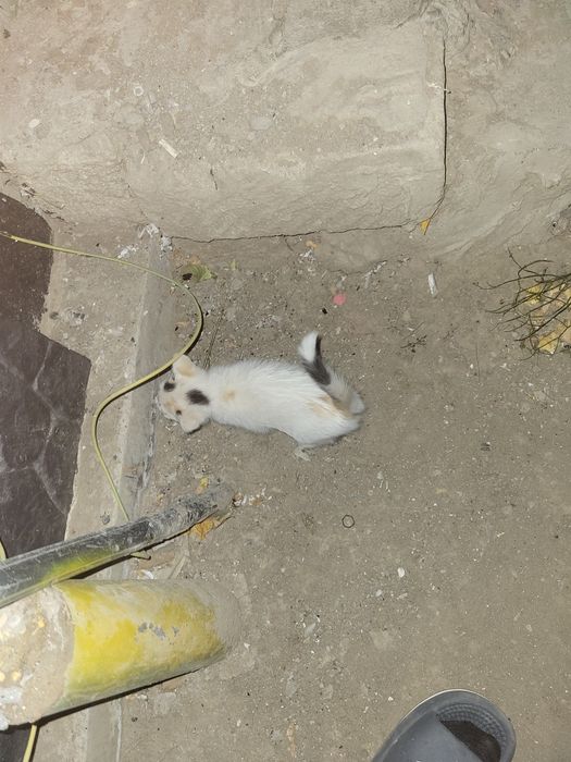 Мысық/котёнок/кошка
