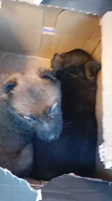 Подбросили щенков. Нужен дом! Срочно!