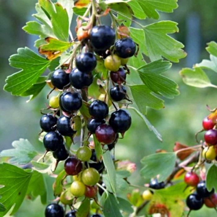 Куст черной смородины