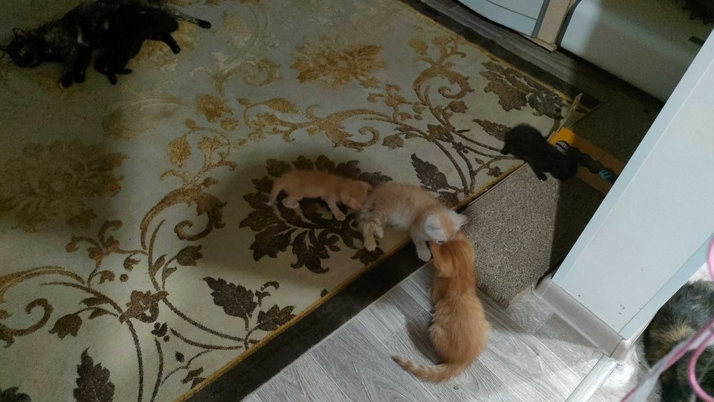 Отдам в добрые руки