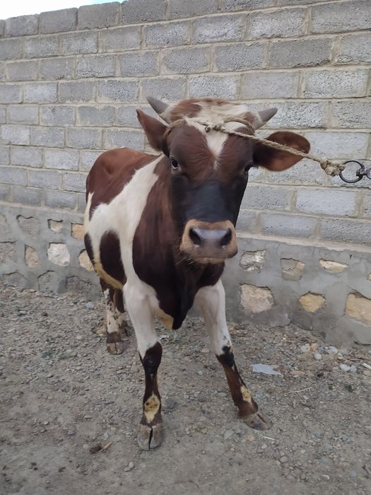 Dafna Bleyk jinsiy aloqa