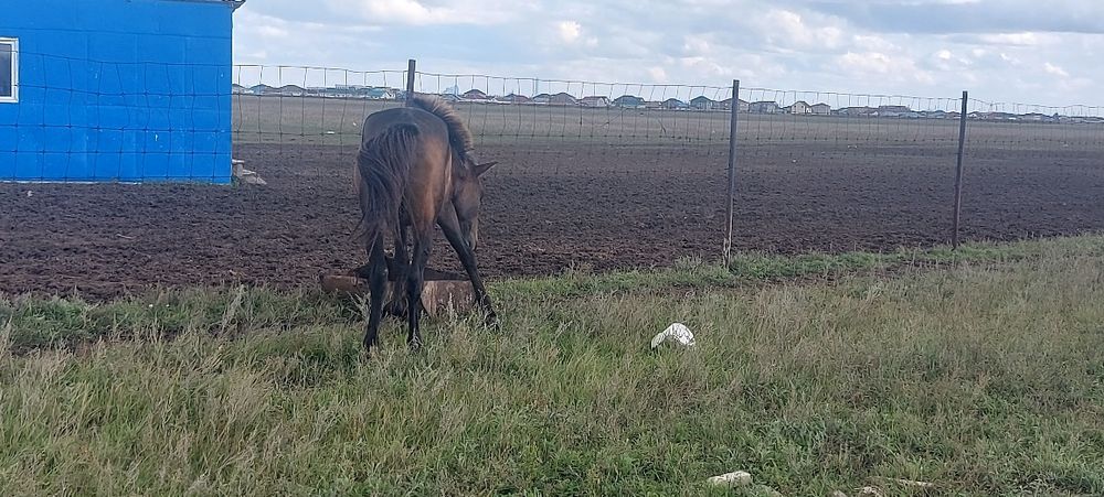 Астана қаласы илинка ауылында
